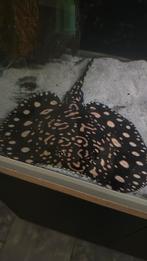 Black diamond leopodli, Vis