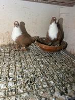 Syrische  Duiven te koop koppel جوز شغالات, Dieren en Toebehoren, Vogels | Overige Vogels, Meerdere dieren