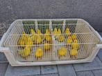 Te koop aangeboden waterslagers geel en wit, Meerdere dieren, Tropenvogel