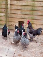 Broedeieren van de australorp., Dieren en Toebehoren, Pluimvee, Kip, Geslacht onbekend