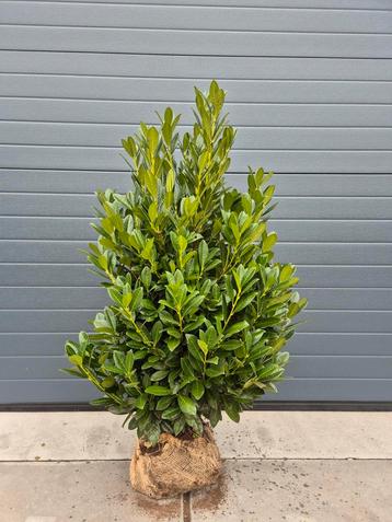 Prunus L. 'Green Torch'  Laurier groenblijvende haagplanten beschikbaar voor biedingen