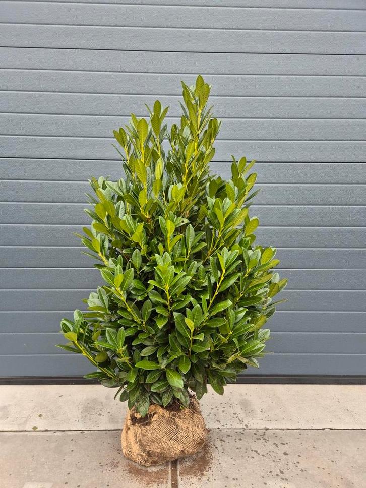 Prunus L. 'Green Torch'  Laurier groenblijvende haagplanten, Tuin en Terras, Planten | Struiken en Hagen, Ophalen of Verzenden