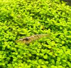 Wildkleurige garnalen, Kreeft, Krab of Garnaal, Zoetwatervis