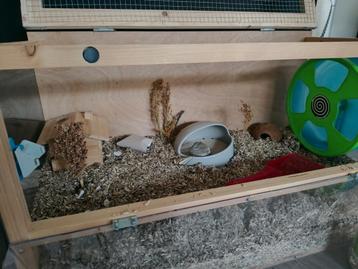 Hamsterhok, dwerghamster hok beschikbaar voor biedingen