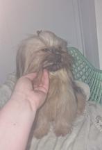 Pomerianan x shih tzu teefje van 1 jaar oud, 15 weken tot 1 jaar, Overige rassen, Teef, Eén hond