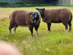 Dassenkop dekrammen, Dieren en Toebehoren, Schapen, Geiten en Varkens, Mannelijk, Schaap, 0 tot 2 jaar