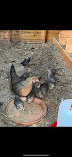 Tamme hollandse patrijs krielen te koop, Meerdere dieren, Kip