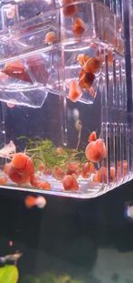 Roze posthoornslakken