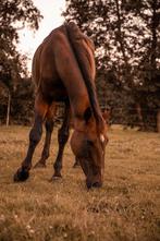 Hele lieve grote E pony, Dieren en Toebehoren, Pony's, Met stamboom, 11 jaar of ouder, Recreatiepony, Merrie