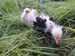 Cochin kriel koppeltjes, Dieren en Toebehoren, Meerdere dieren, Kip