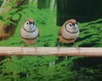 Gezocht Bichanows voor in de winkel., Meerdere dieren, Tropenvogel