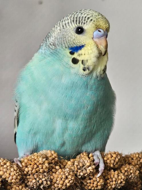 2 jonge grasparkieten, Dieren en Toebehoren, Vogels | Parkieten en Papegaaien, Parkiet, Meerdere dieren, Tam