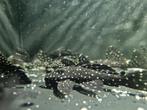 L240 Galaxy pleco, Dieren en Toebehoren, Vissen | Aquariumvissen, Zoetwatervis, Schoolvis, Vis