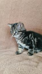 2 schattige vrouwelijke kittens Luna en Nala, Poes, 0 tot 2 jaar