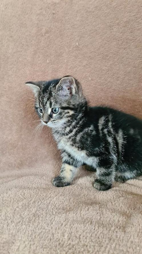 2 schattige vrouwelijke kittens Luna en Nala, Dieren en Toebehoren, Katten en Kittens | Overige Katten, Poes, 0 tot 2 jaar
