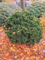 Japanse Dwergcipres 'Nana Gracilis' - Zelf Uitgraven, Tuin en Terras, Vaste plant, Bloeit niet, Halfschaduw, Ophalen