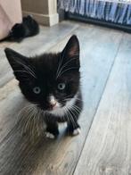 Kittens zwart/wit, Dieren en Toebehoren, Katten en Kittens | Overige Katten