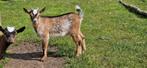 Hermelijn bokje, Dieren en Toebehoren, Schapen, Geiten en Varkens, Mannelijk, 0 tot 2 jaar, Geit