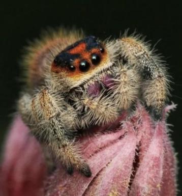 Springspin jumping spiders Phidippus regius