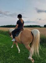 Bijrijder/verzorger aangeboden‼️, Dieren en Toebehoren, Ophalen of Verzenden