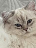 Schotse Langhaar Kater – 5 maanden – Wit met blauwe ogen, Dieren en Toebehoren, Kater, Ontwormd, 0 tot 2 jaar