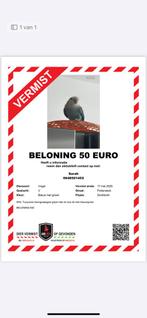 Vermist dwergpapegaai, Dieren en Toebehoren, Vogel