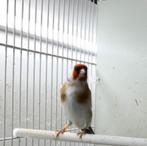 majoor putter witkeel, Dieren en Toebehoren, Vogels | Overige Vogels, Meerdere dieren, Wildzangvogel