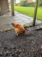 Brahma hen en hanen, Dieren en Toebehoren, Meerdere dieren, Kip