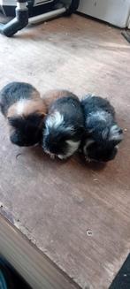 Ch teddy cavia, Dieren en Toebehoren, Januari, Mannelijk