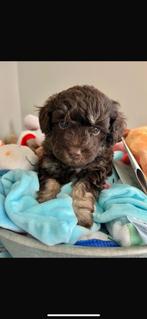 Lieve Maltipoo pups! Ook choco!, Dieren en Toebehoren, Honden | Niet-rashonden, CDV (hondenziekte), 8 tot 15 weken, Teef, Meerdere