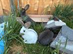 Vlaamse Reus X Groot Lotharinger baby’s, Dieren en Toebehoren, Konijnen, Meerdere dieren, Groot, 0 tot 2 jaar