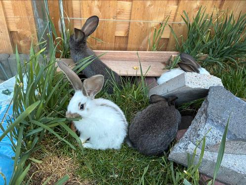 Vlaamse Reus X Groot Lotharinger baby’s, Dieren en Toebehoren, Konijnen, Groot, Meerdere dieren, 0 tot 2 jaar
