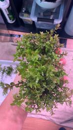 Aquarium plant (bacopa caroliniana), Ophalen, Plant(en), Steen of Hout