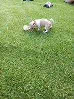 chihuahua pups, Dieren en Toebehoren, België, Particulier, Rabiës (hondsdolheid), 8 tot 15 weken
