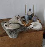 Ragdoll kittens met stamboom, Dieren en Toebehoren, Katten en Kittens | Raskatten | Langhaar, Met stamboom