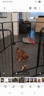 Puppyren premium, Dieren en Toebehoren, Ophalen, Zo goed als nieuw