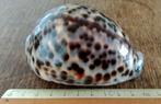 Schelp, Cypraea tigris zeer groot., Ophalen of Verzenden, Schelp(en)
