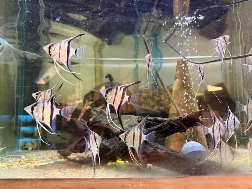 Pterophyllum Scalare - wildvang maanvis, Dieren en Toebehoren, Vissen | Aquariumvissen, Vis, Zoetwatervis, Schoolvis