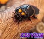 Lucihormetica verrucosa (Warty Glowspot Roach) kakkerlakken, Overige soorten