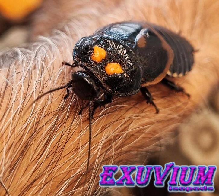 Lucihormetica verrucosa (Warty Glowspot Roach) kakkerlakken, Dieren en Toebehoren, Insecten en Spinnen, Overige soorten