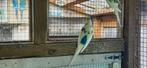 Te koop Parkieten, Dieren en Toebehoren, Vogels | Parkieten en Papegaaien, Meerdere dieren, Parkiet