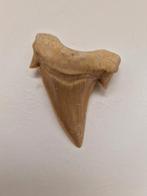 Haaientand van Otodus obliquus - Fossiel, Verzamelen, Ophalen of Verzenden