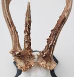 Groot 3-STANGEN REE GEWEI op houten schild (abnorm), Ophalen of Verzenden, Gebruikt, Hert, Gewei of Kop