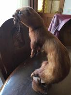 Opgezette boommarter, Ophalen of Verzenden, Gebruikt