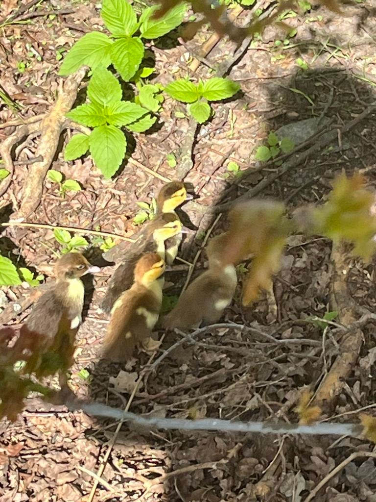 5 jonge kaapse eenden, Dieren en Toebehoren, Meerdere dieren, Eend