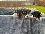 Mooie jack russel pups, Jack Russell Terriër, 8 tot 15 weken, Teef, Parvo
