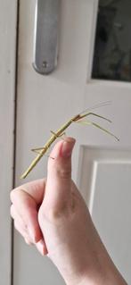 Wandelende takken, Wandelende tak