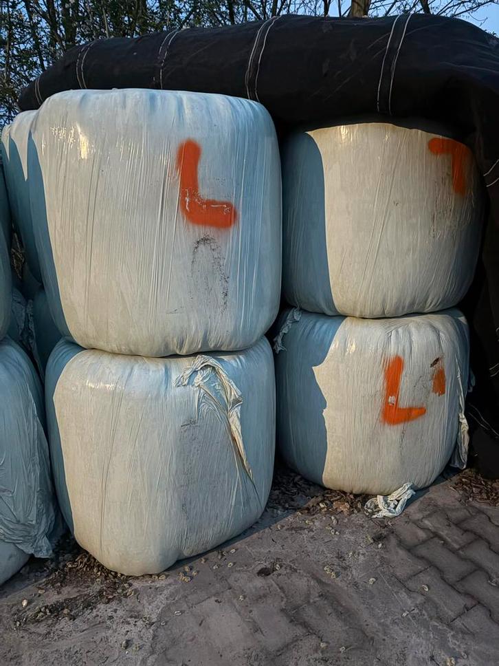 10 midibalen voordroog van september 2025, Dieren en Toebehoren, Dierenvoeding, Vee, Ophalen