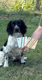 Dekreu Engelse springer spaniël, Dieren en Toebehoren, Reu, Parvo, Eén hond, Spaniël