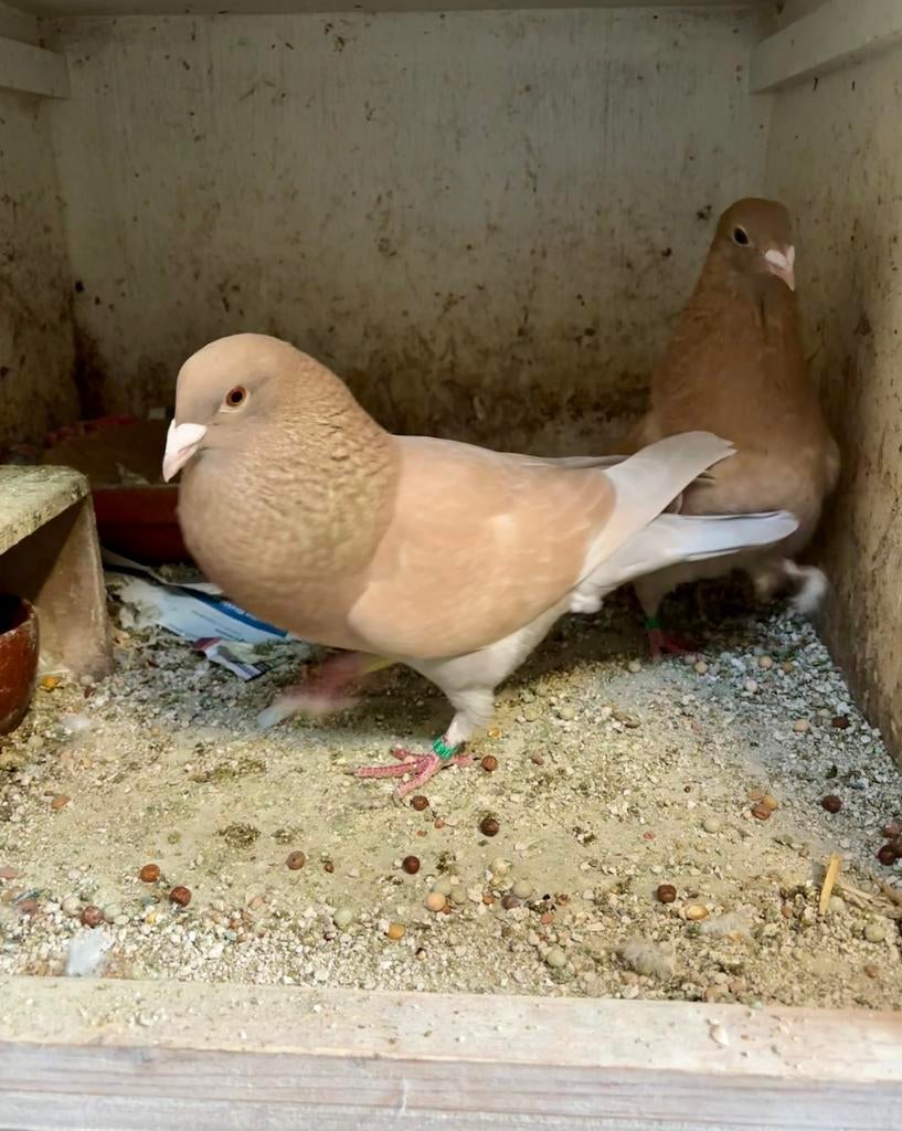 Koppel gele kleurpostduiven 2025, Dieren en Toebehoren, Vogels | Duiven, Meerdere dieren, Postduif